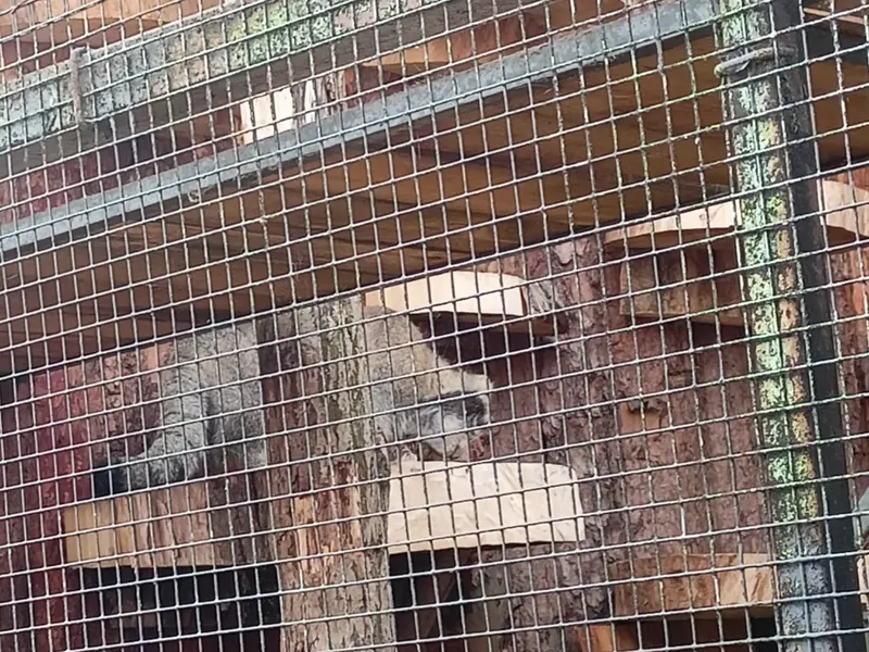A photograph of a Pallas's cat