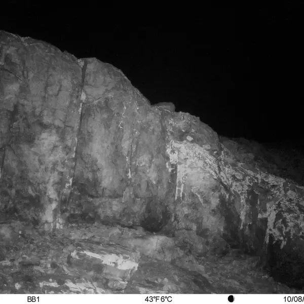 A photograph of Flat-headed vole from Aktas-Kunkora camera trap