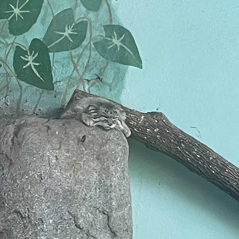 A photograph of Perseus in Birmingham Zoo
