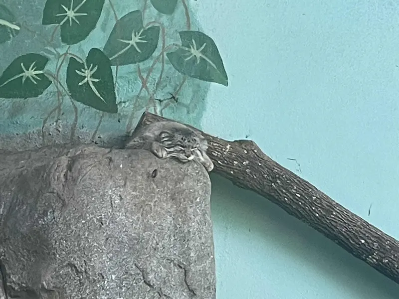 A photograph of Perseus in Birmingham Zoo
