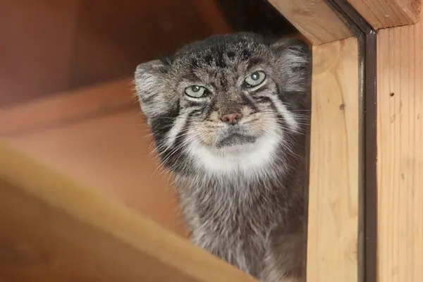 A photograph of Sebastian in Saitama Children's Zoo
