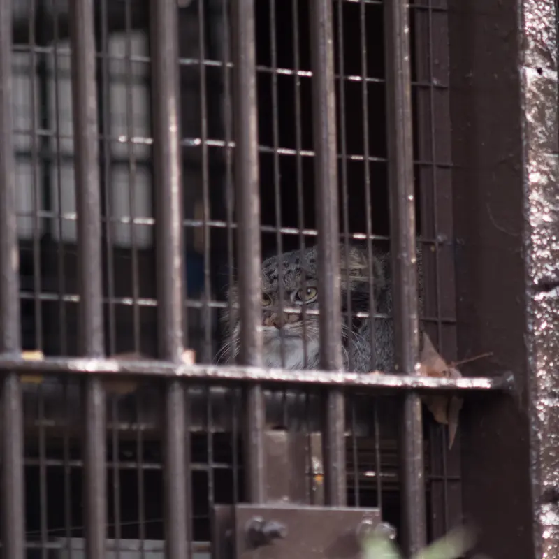 A photograph of Figa in Nogeyama Zoo