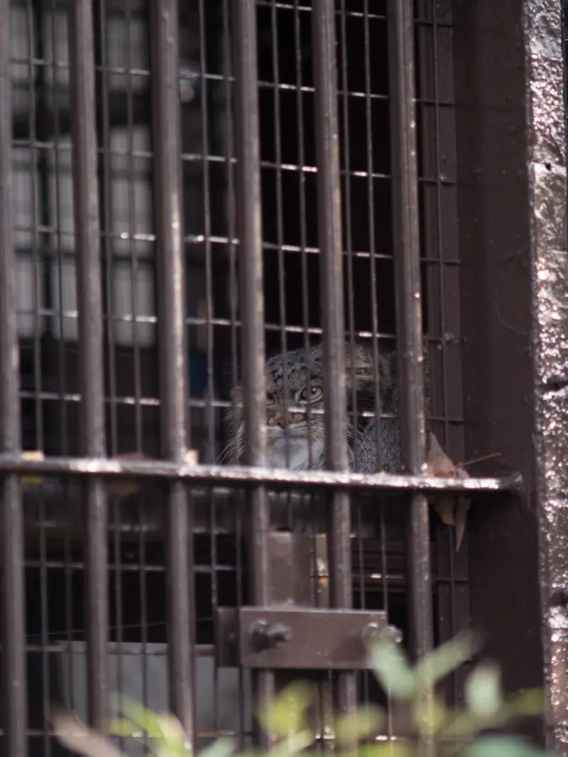 A photograph of Figa in Nogeyama Zoo