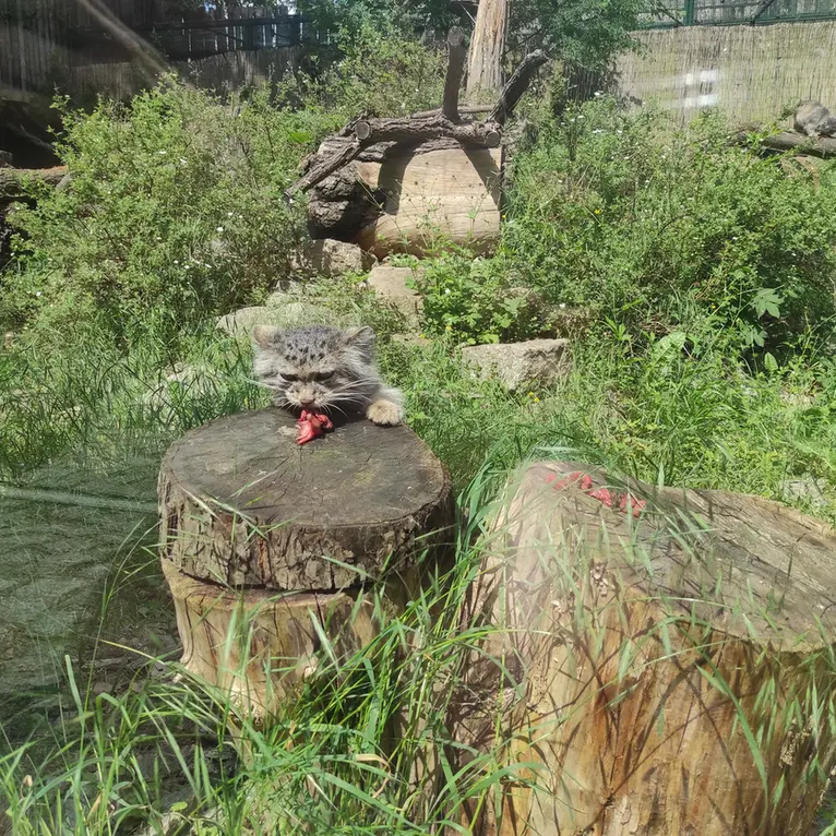 A photograph of Zarina in Wrocław Zoo