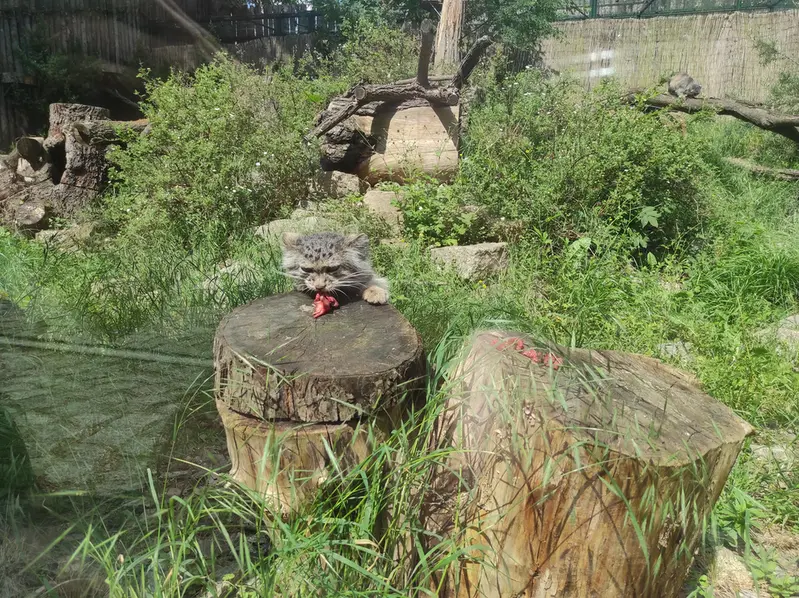 A photograph of Zarina in Wrocław Zoo