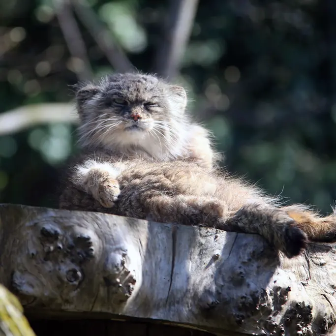 A photograph of Pazzo in Łódź Zoo
