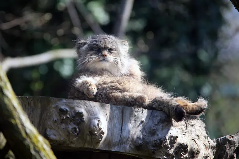A photograph of Pazzo in Łódź Zoo