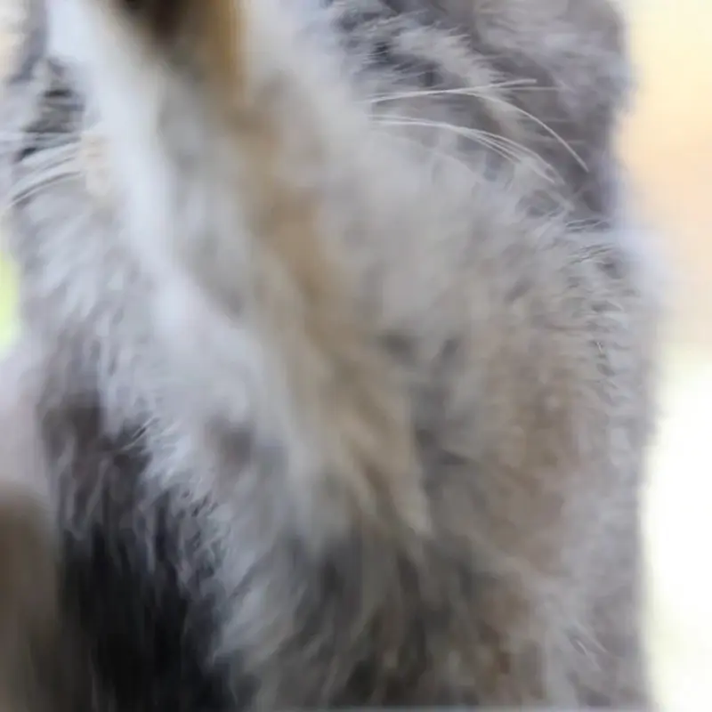 A photograph of a Pallas's cat in Nasu Animal Kingdom