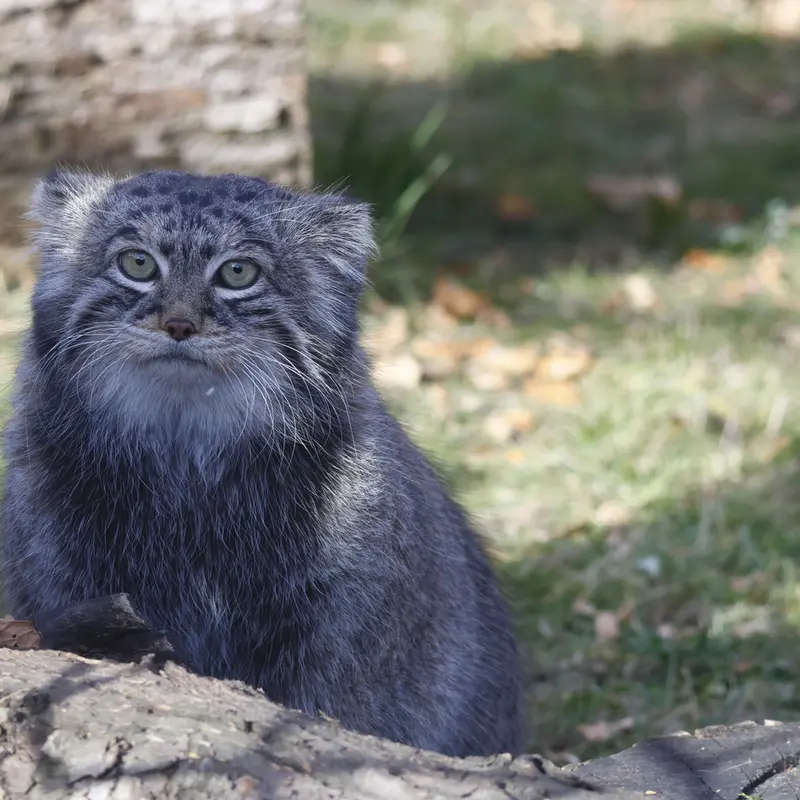 A photograph of Timofey in Moscow zoo