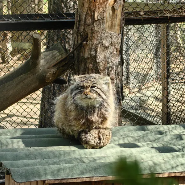 A photograph of Zelenogorsk in Novosibirsk Zoo