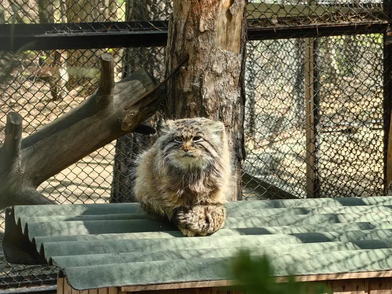 A photograph of Zelenogorsk in Novosibirsk Zoo