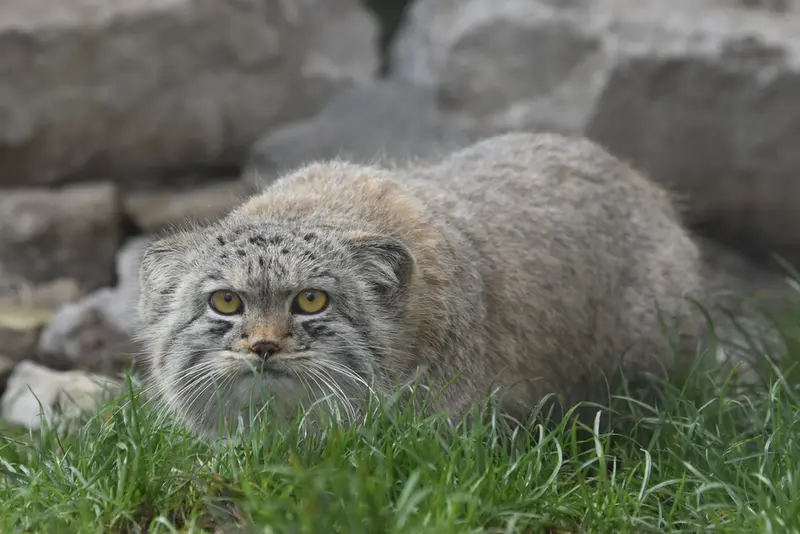 A photograph of a Pallas's cat in The Lakeland Wildlife Oasis