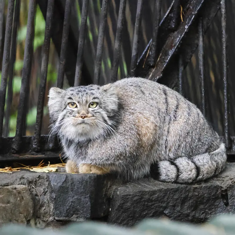 A photograph of Katun in Novosibirsk Zoo