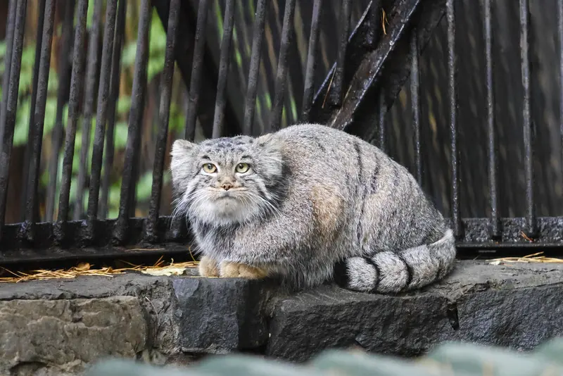 A photograph of Katun in Novosibirsk Zoo