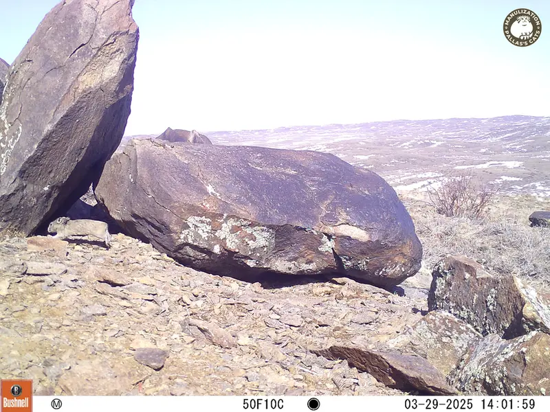 A photograph of Kazakh pika from Koshkar camera trap