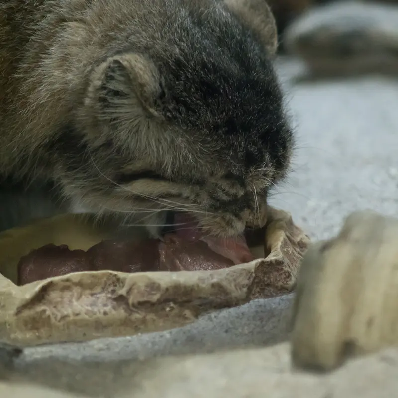 A photograph of Primula in Ueno Zoological Gardens