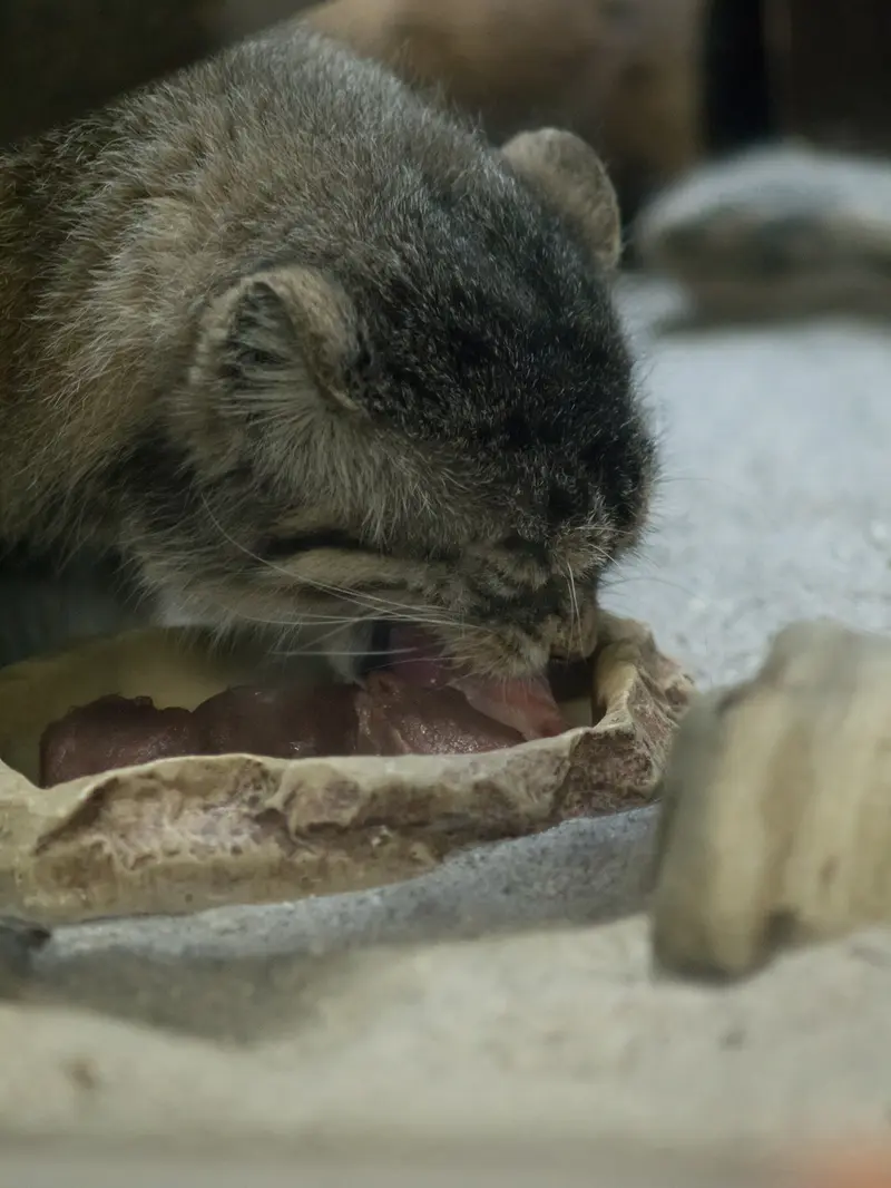 A photograph of Primula in Ueno Zoological Gardens