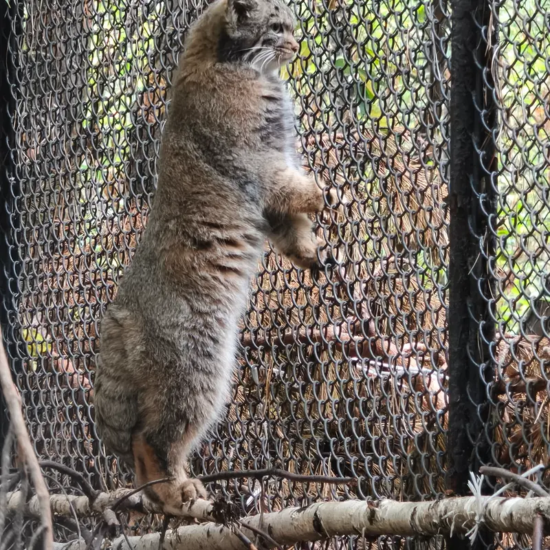 A photograph of a Pallas's cat in Novosibirsk Zoo