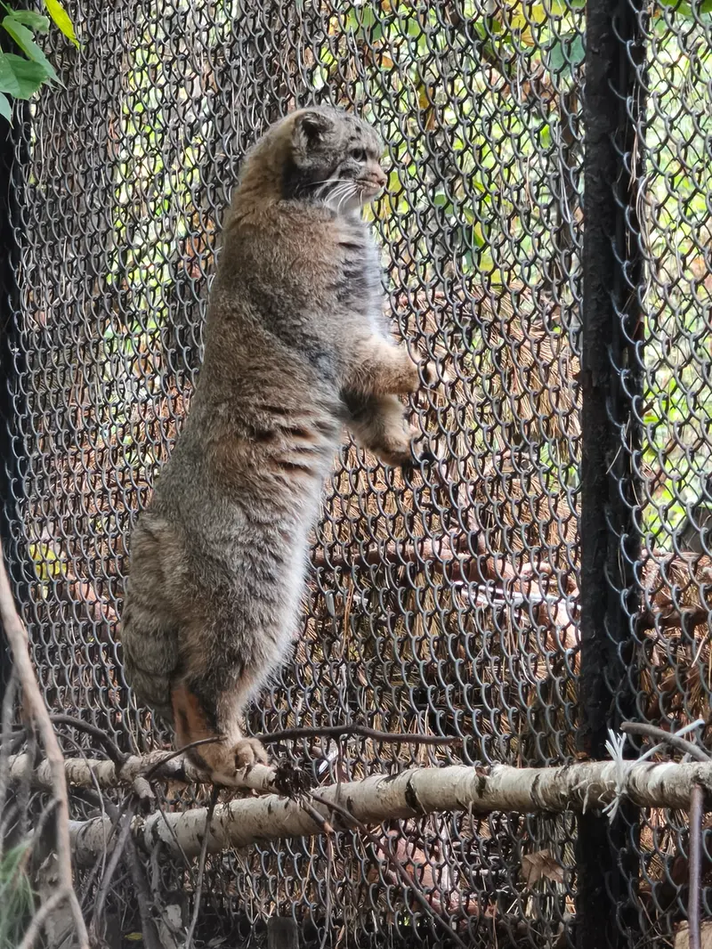 A photograph of a Pallas's cat in Novosibirsk Zoo