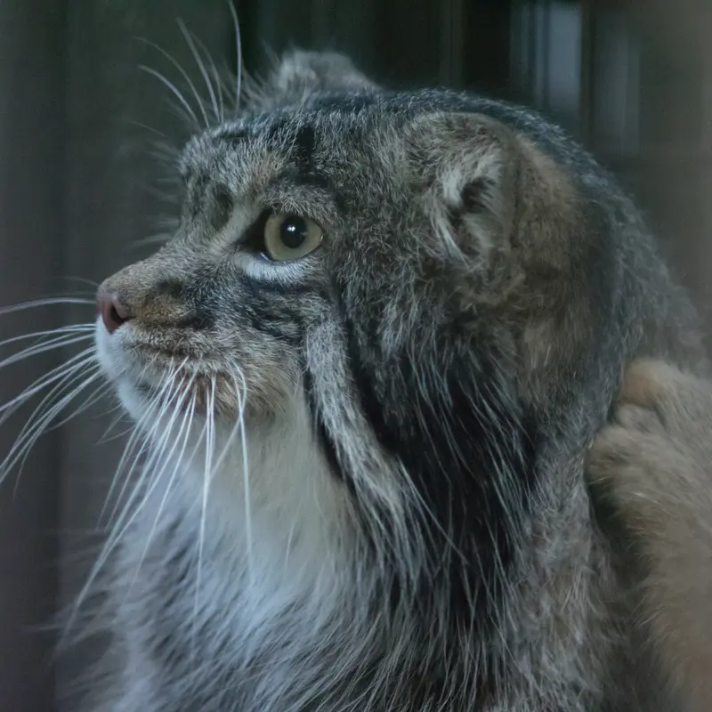 A photograph of Figa in Nogeyama Zoo