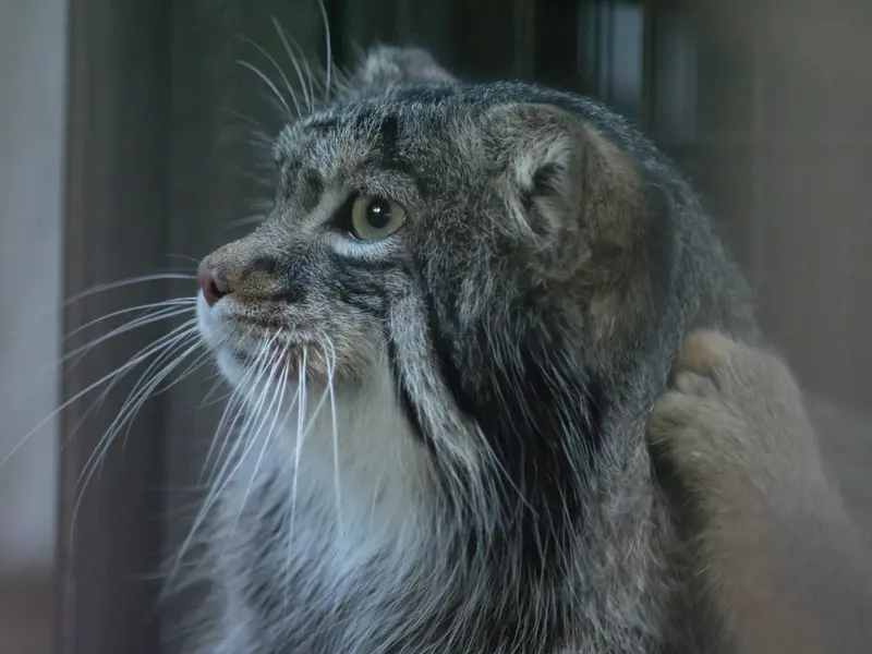 A photograph of Figa in Nogeyama Zoo