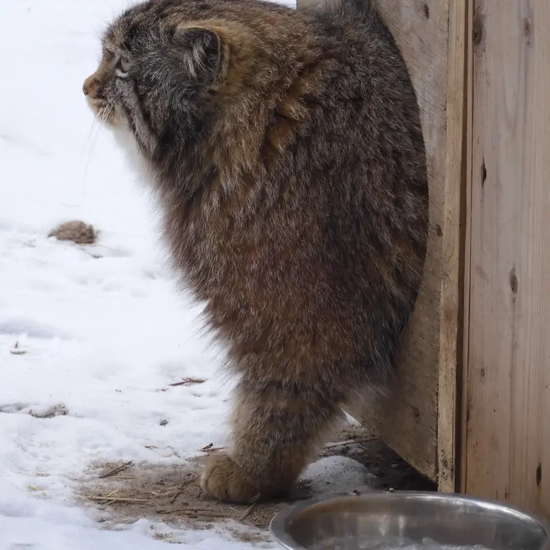 A photograph of Grey in Novosibirsk Zoo