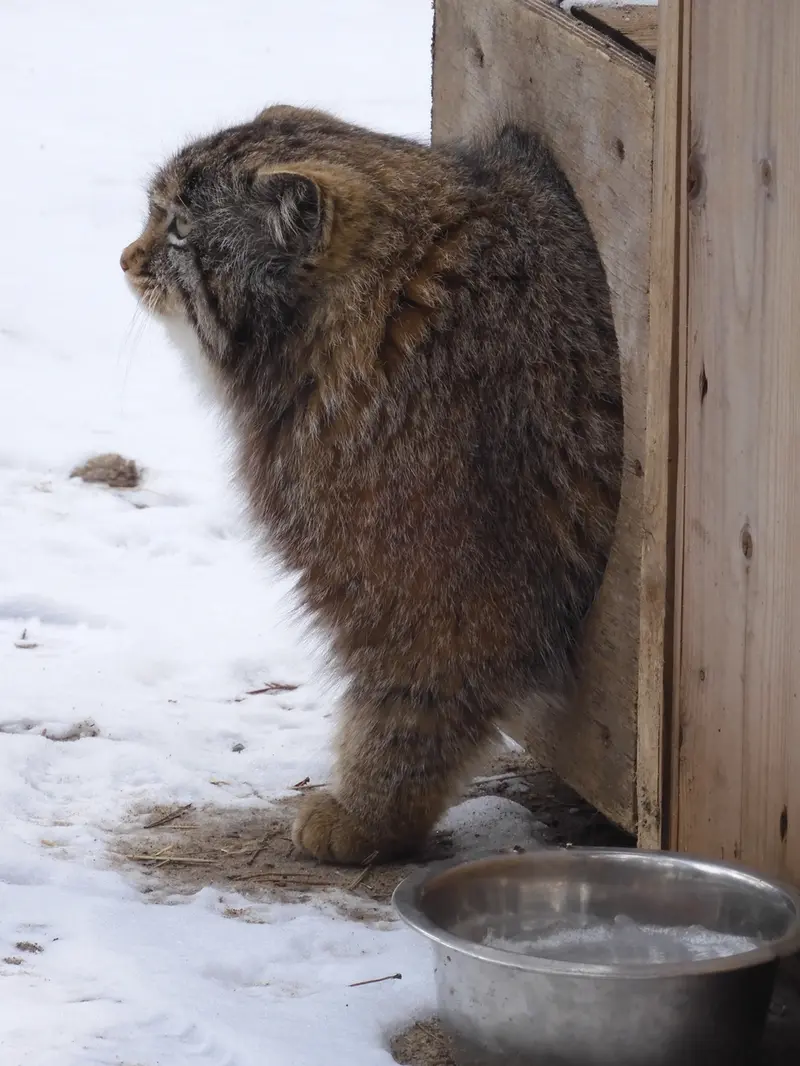 A photograph of Grey in Novosibirsk Zoo