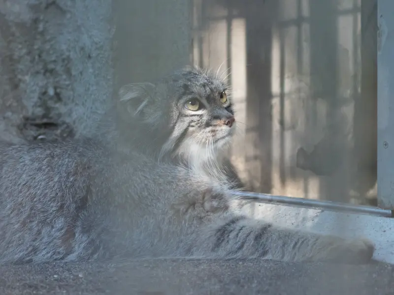 A photograph of Figa in Nogeyama Zoo