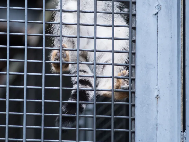 A photograph of Hide in Asahiyama Zoo