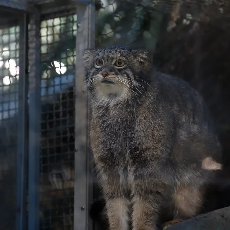 A photograph of Oto in Kobe Animal Kingdom