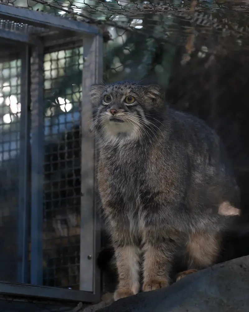 A photograph of Oto in Kobe Animal Kingdom