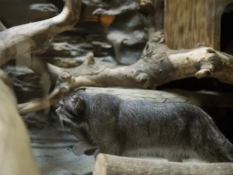 A photograph of Klyon in Ueno Zoological Gardens