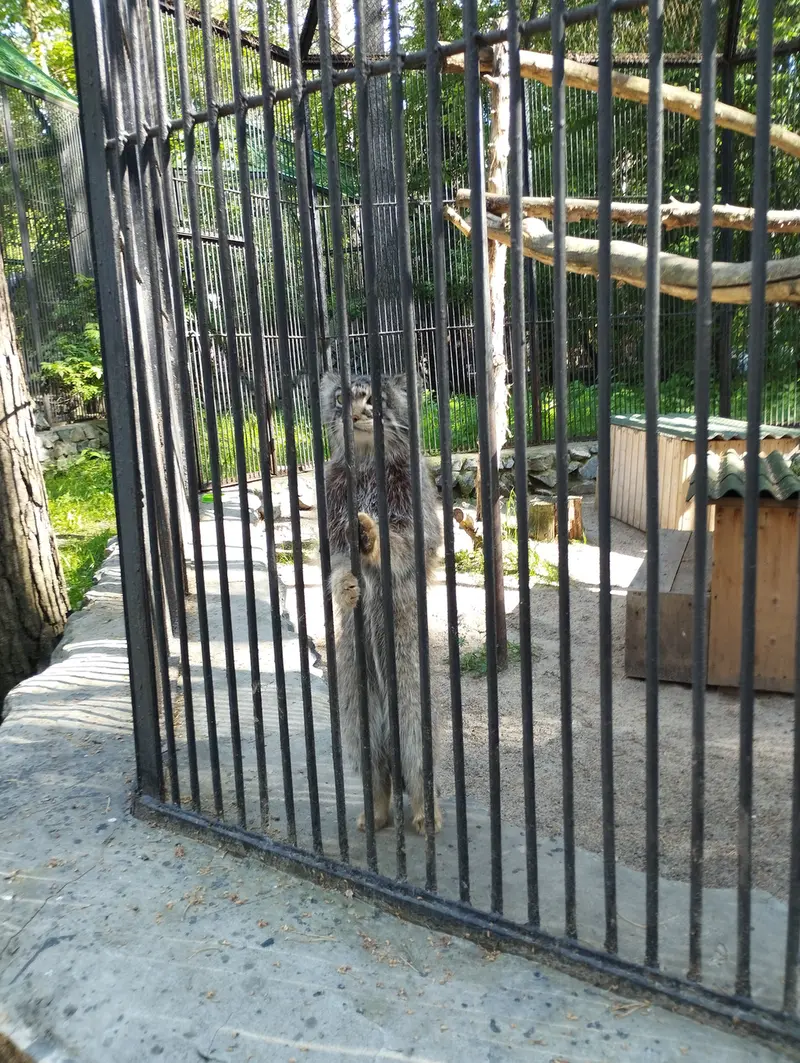 A photograph of a Pallas's cat in Novosibirsk Zoo