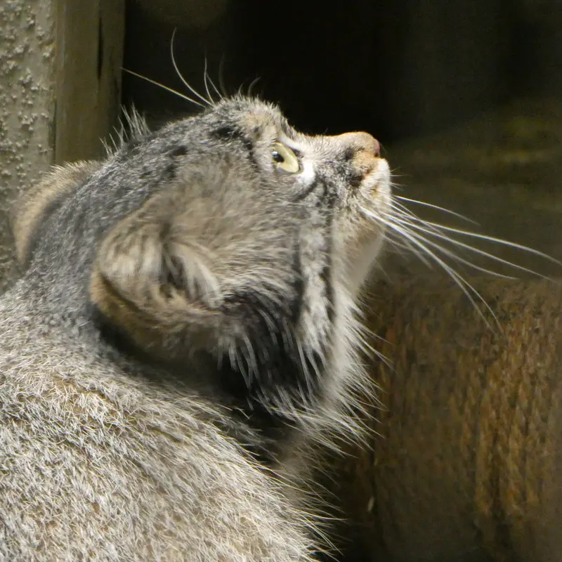 A photograph of Figa in Nogeyama Zoo