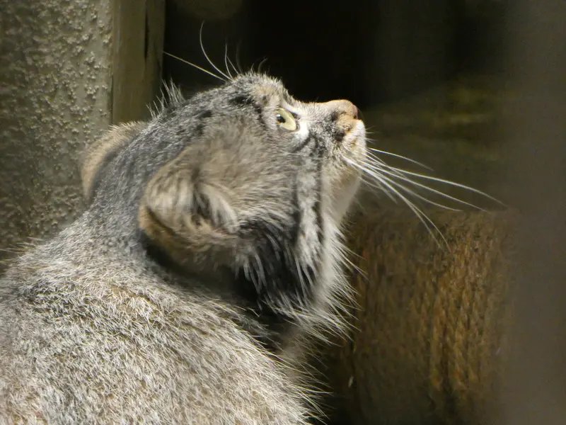 A photograph of Figa in Nogeyama Zoo