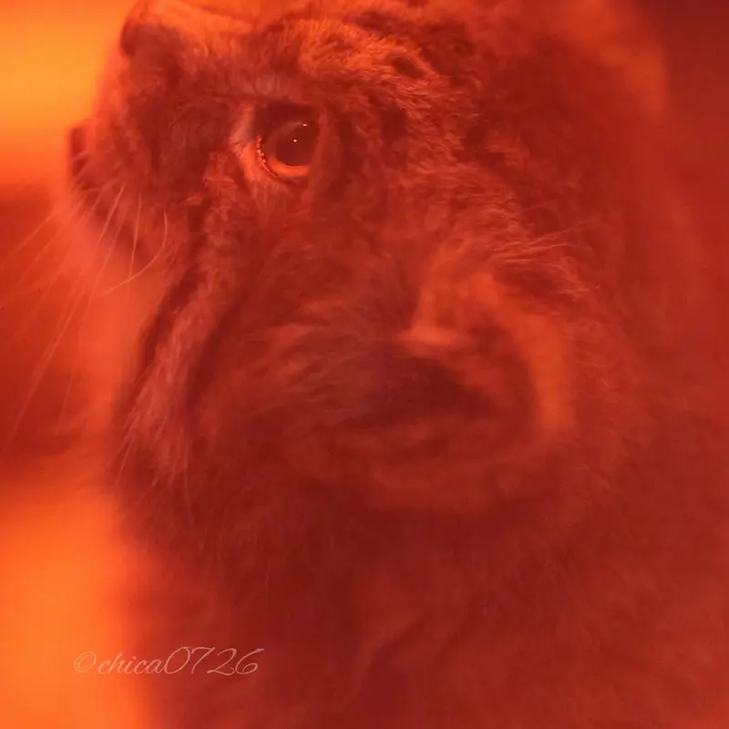 A photograph of Naim in Ueno Zoological Gardens