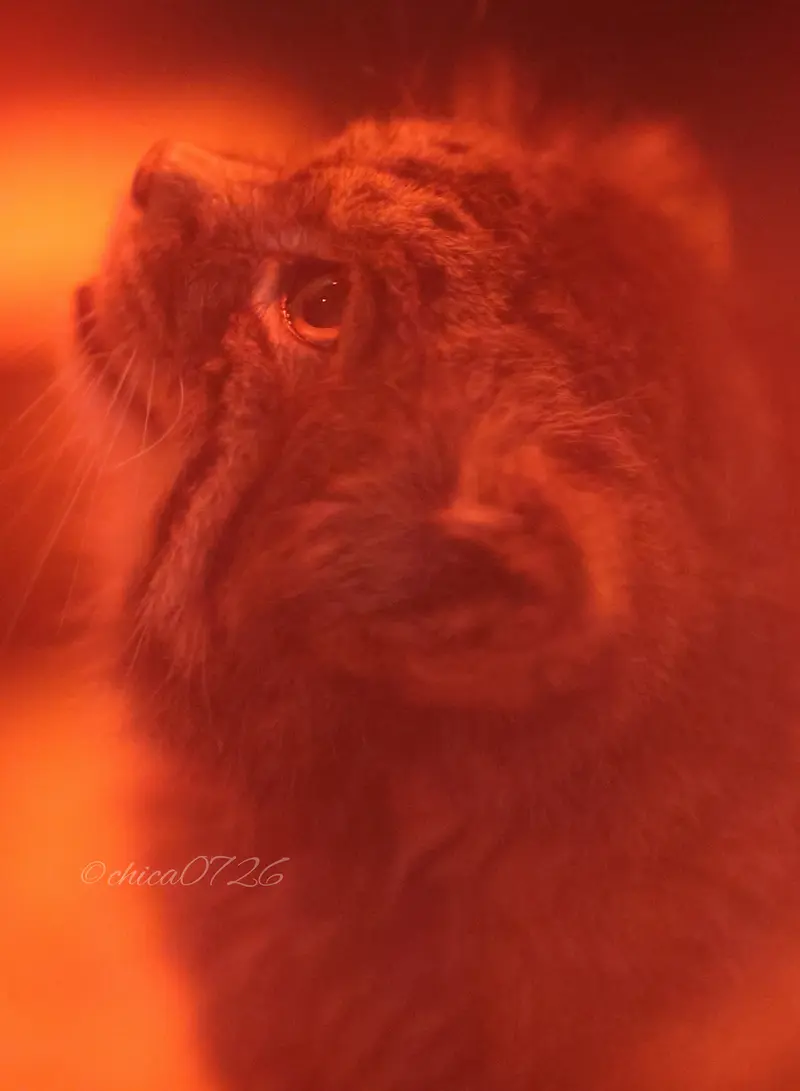 A photograph of Naim in Ueno Zoological Gardens