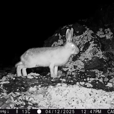 A photograph of European hare from Zhilandy camera trap