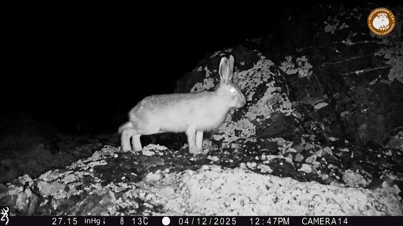 A photograph of European hare from Zhilandy camera trap