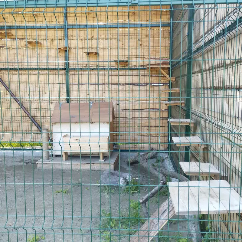 A photograph of Chip in Barnaul zoo “Lesnaya skazka”