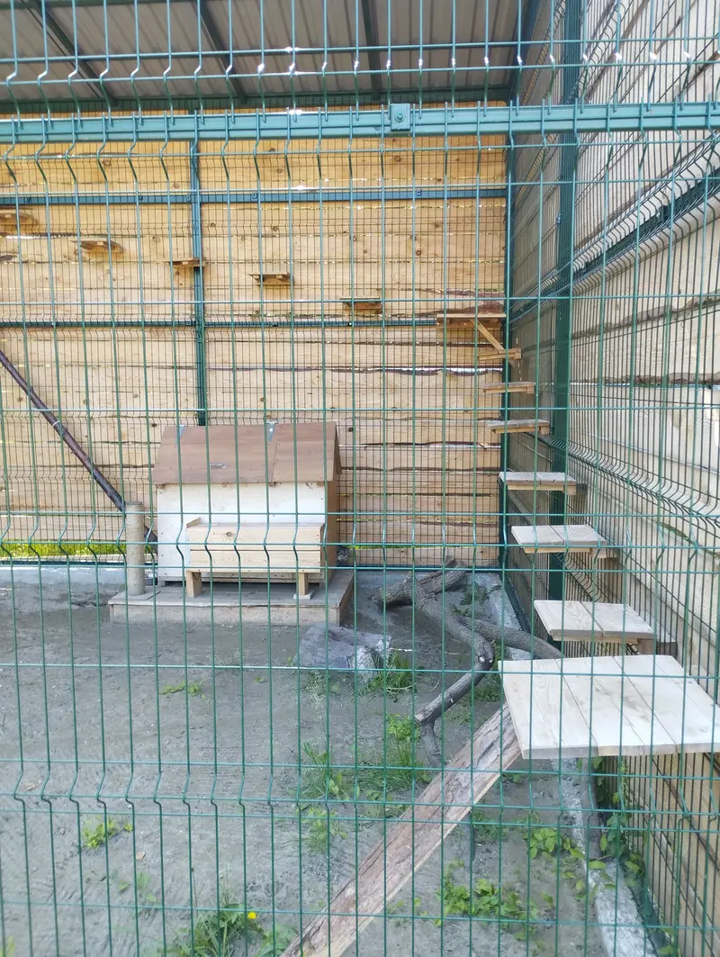 A photograph of Chip in Barnaul zoo “Lesnaya skazka”