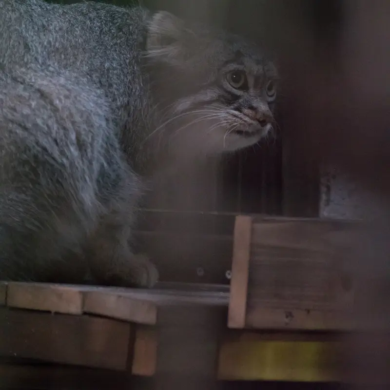 A photograph of Figa in Nogeyama Zoo