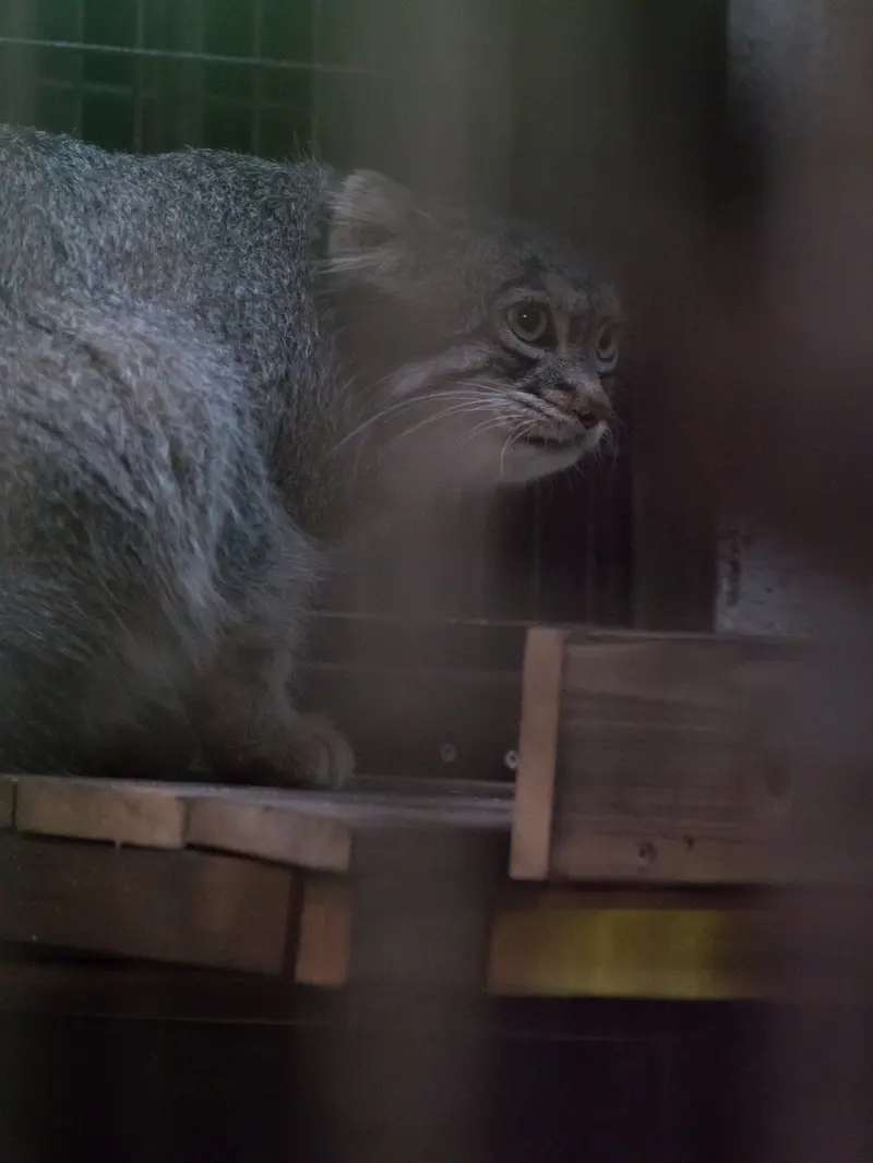 A photograph of Figa in Nogeyama Zoo