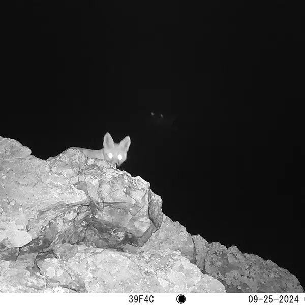 A photograph of Red fox from Besshoky 1 camera trap