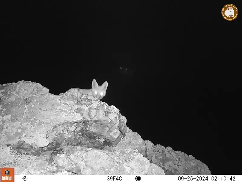 A photograph of Red fox from Besshoky 1 camera trap