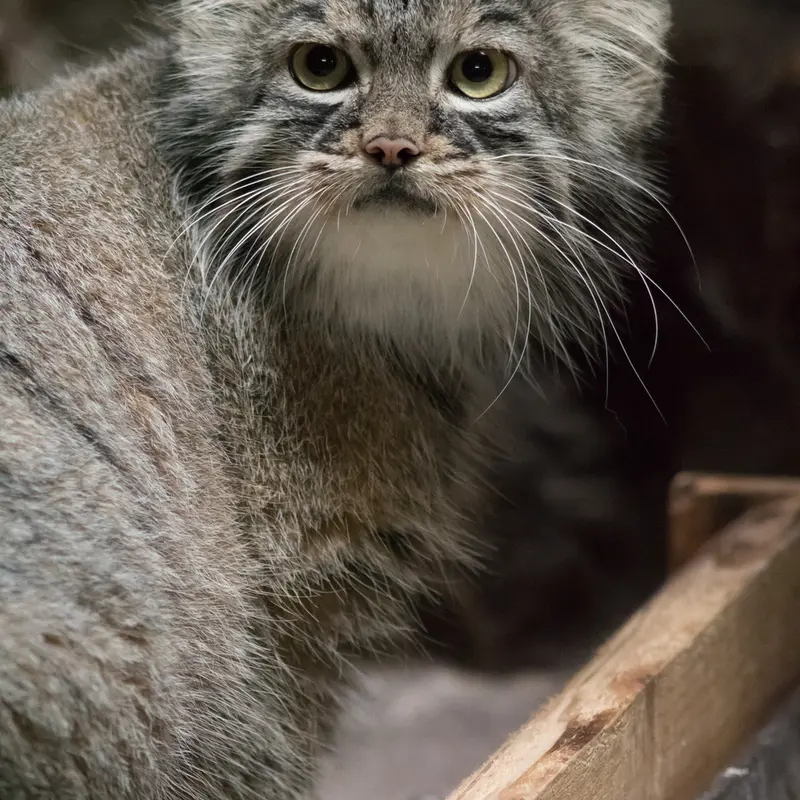 A photograph of Shafran in Ueno Zoological Gardens