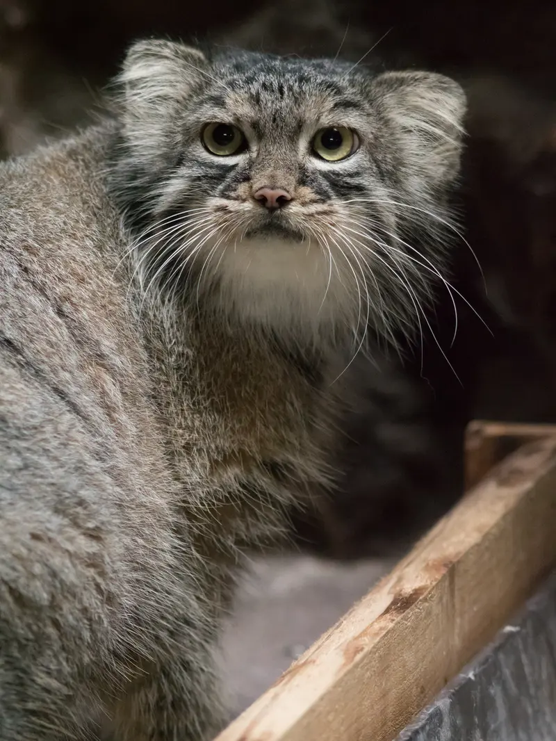 A photograph of Shafran in Ueno Zoological Gardens