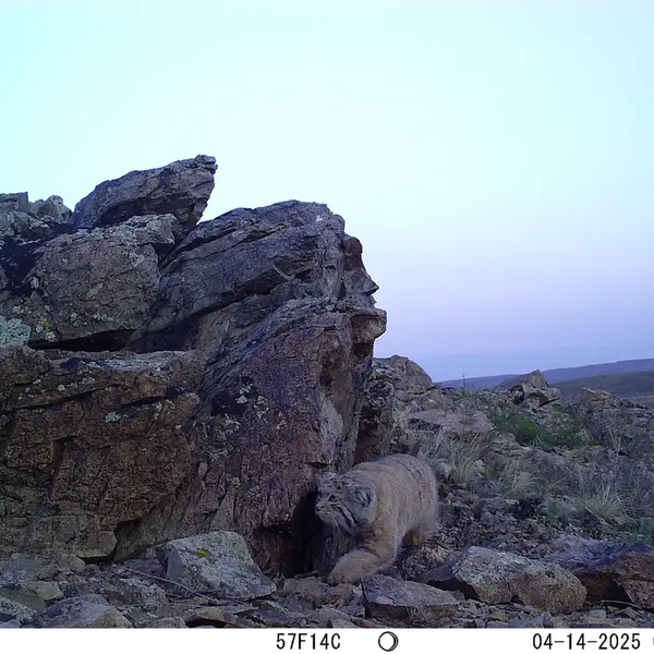 A photograph of Otocolobus manul manul from Karashoky camera trap