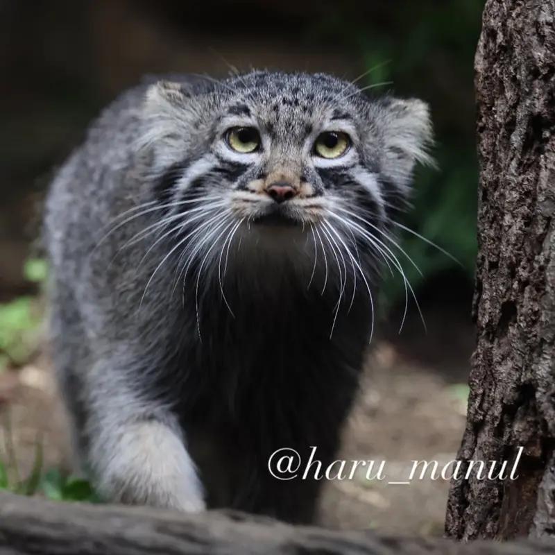A photograph of Abrikos in Nasu Animal Kingdom