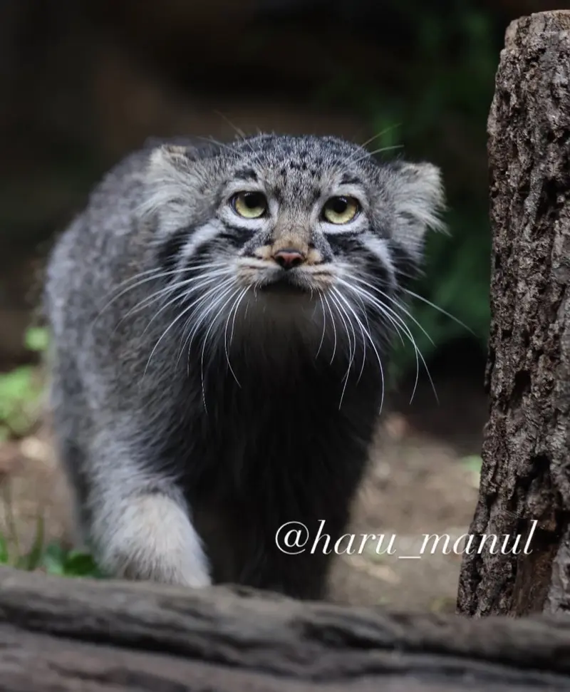 A photograph of Abrikos in Nasu Animal Kingdom